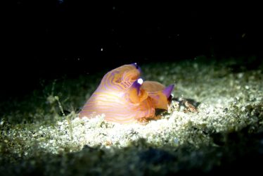 クチナシツノザヤウミウシ