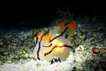 ツノザヤウミウシ