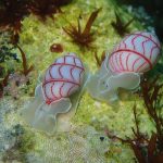 砂地の生物豊富です！