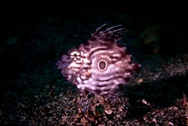 マトウダイ幼魚