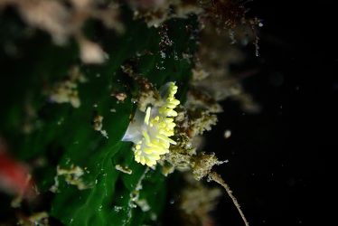 コガネミノウミウシ