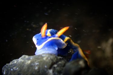 アオウミウシ