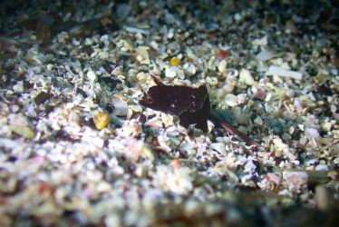 テンスの幼魚？