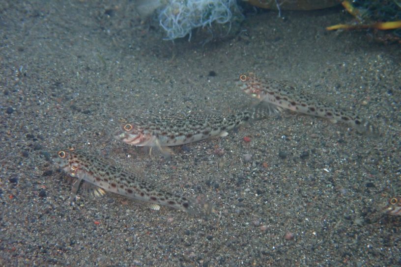 サビハゼ