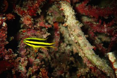 ヒレナガスズメダイ幼魚