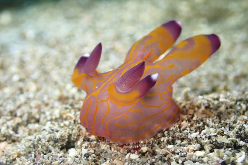 クチナシツノザヤウミウシ