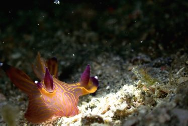 クチナシツノザヤウミウシ