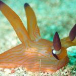 海に涼みに来ませんか？