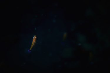 アオギハゼ