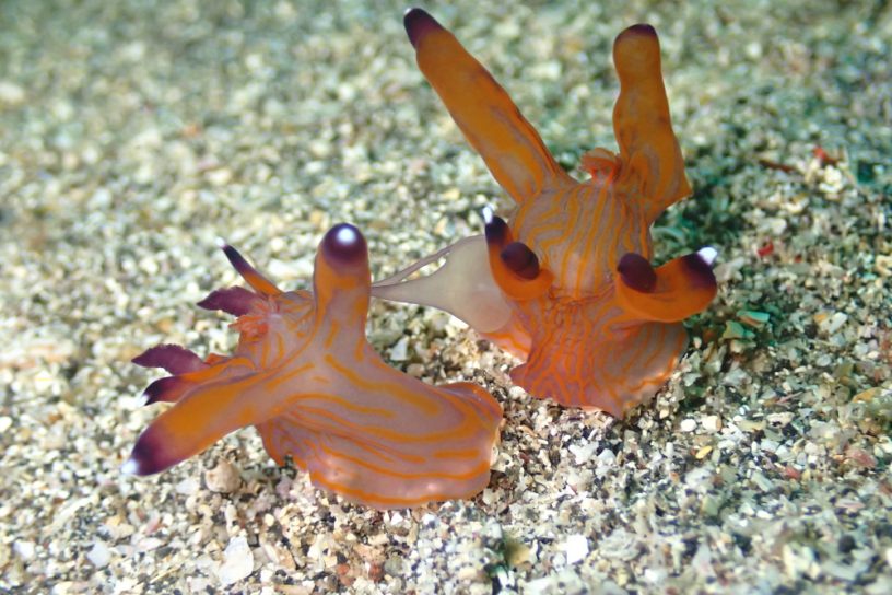 クチナシツノザヤウミウシ