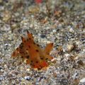 フジタウミウシ属の1種8