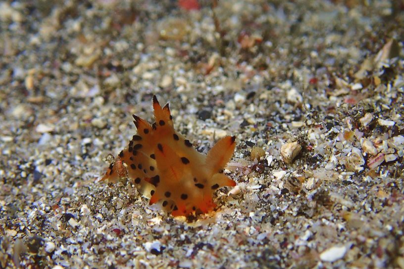 フジタウミウシ属の1種8