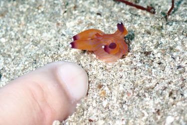 クチナシツノザヤウミウシ