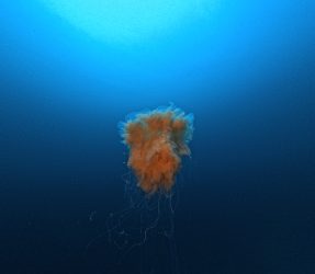 ユウレイクラゲ