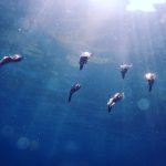 脇の浜の一日