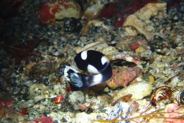 アジアコショウダイ幼魚