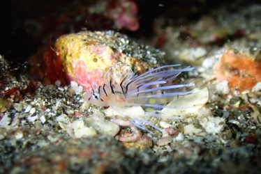 ミノカサゴ幼魚