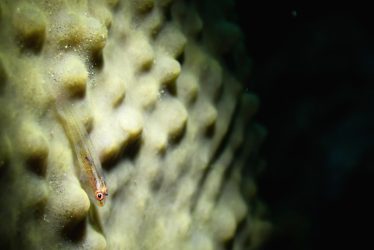 セボシウミタケハゼ？