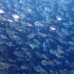 可愛い生物は好きですか？群れは好きですか？