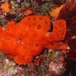 暑さに負けるな！海に飛び込め！