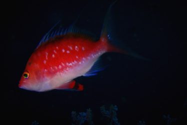 サクラダイ