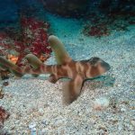 浅場から深場まで富戸ヨコバマ満喫☆