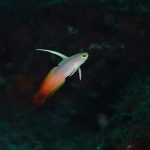 夏を海を楽しもう～♪