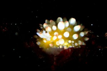 イガグリウミウシ