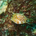 シマウミスズメ幼魚