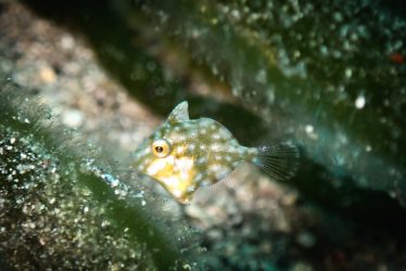 アミメハギ幼魚