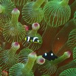 八幡野もかわいい幼魚が増えてきた♡