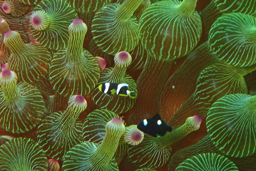 クマノミ幼魚