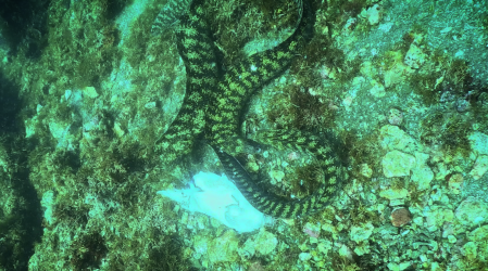 捕食