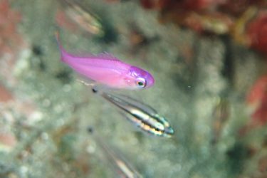 ハナゴイ幼魚