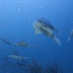 マクロ生物も気になるし、群れも気になるし…忙しい！