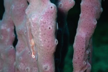 セボシウミタケハゼ