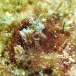 水温は不安定だけど、生物豊富で楽しい海