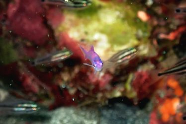 ハナゴイ幼魚