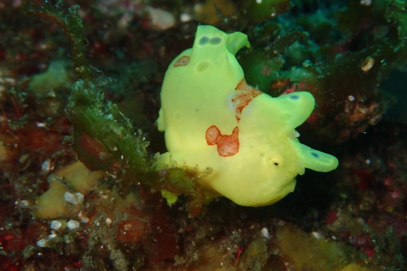 イロカエルアンコウ