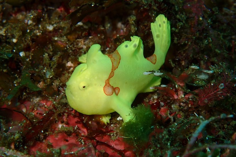 イロカエルアンコウ