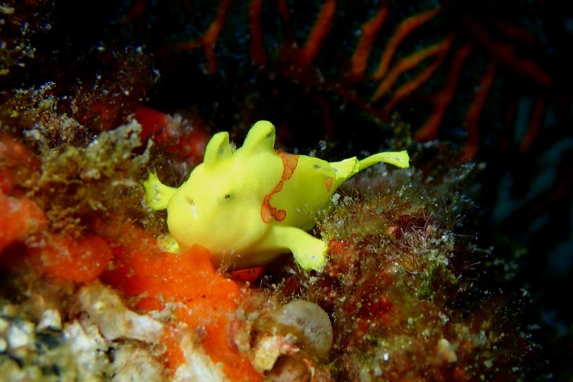 イロカエルアンコウ