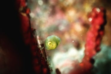 アオサハギ幼魚