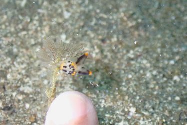 ツノザヤウミウシ