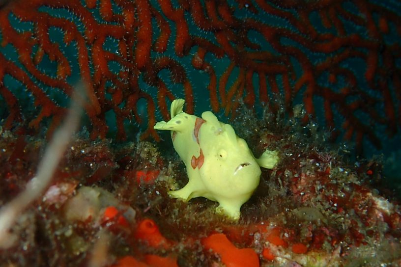 イロカエルアンコウ
