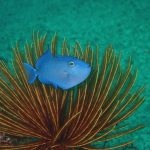 海の生物も、ダイバーも大賑わい