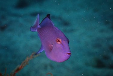 アカモンガラ幼魚