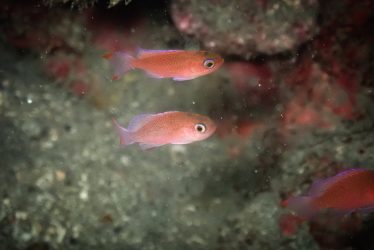 アカオビハナダイ幼魚
