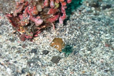 アミメハギ幼魚