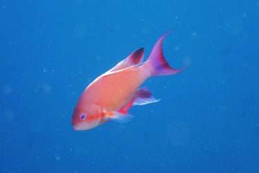 キンギョハナダイ