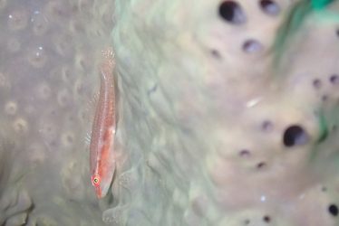 セボシウミタケハゼ